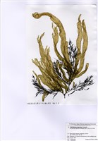 藏品(日本索藻)的圖片